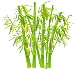 final bamboo illustration